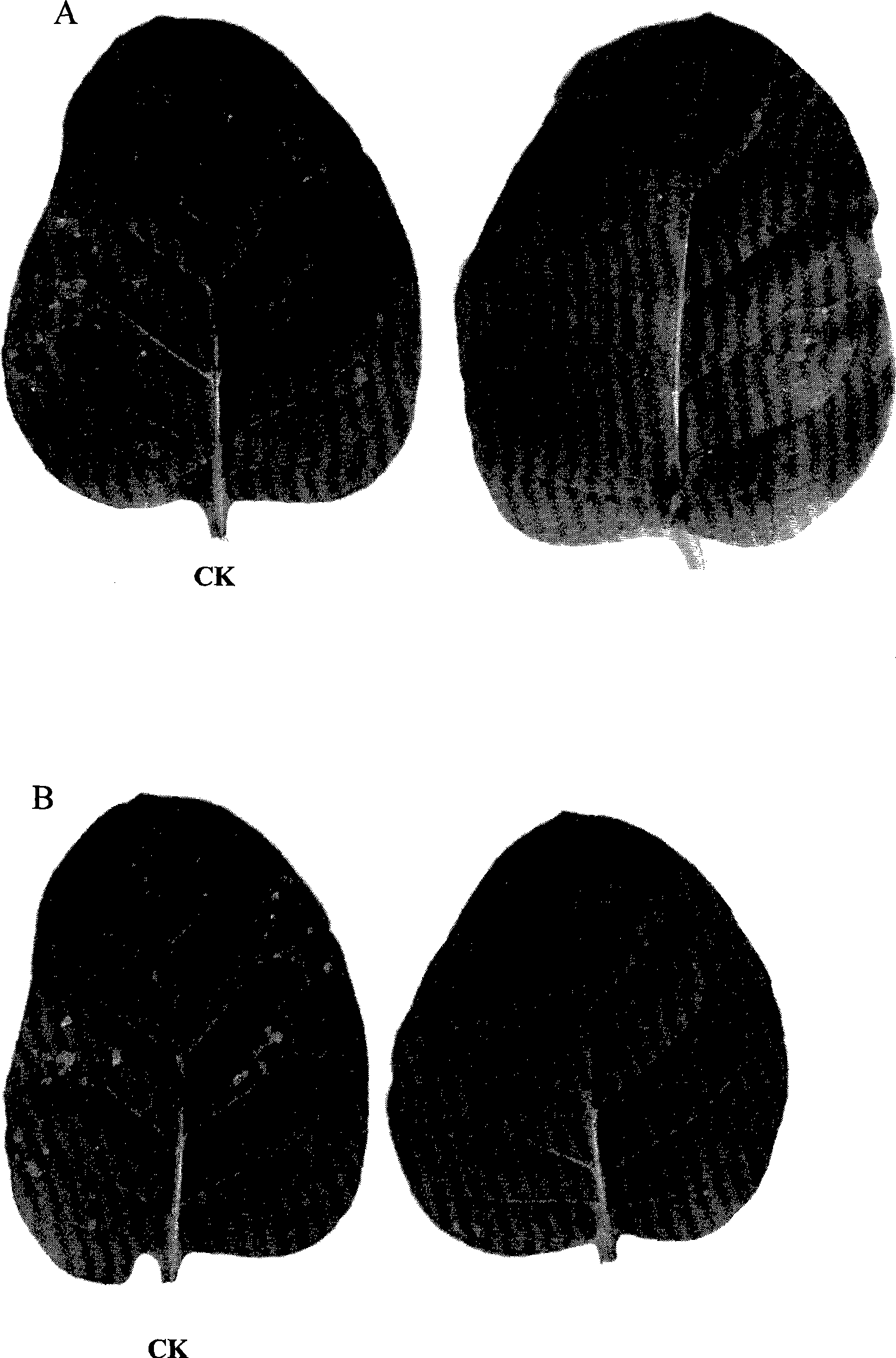 Lepista sordida extract as well as preparation method and use thereof