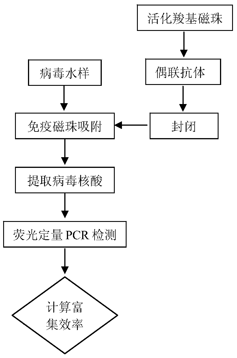 Method for enriching water body hepatitis A viruses based on immunomagnetic beads