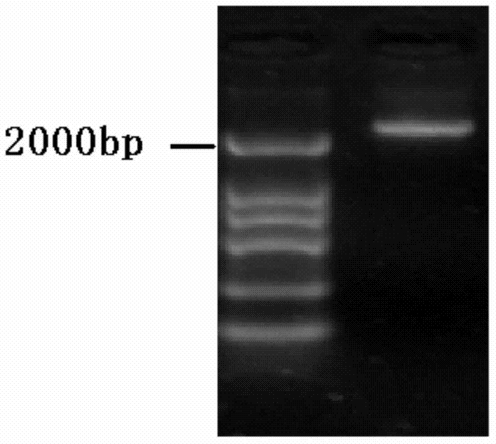 Cotton bollworm transferrin gene HaTrf and application thereof