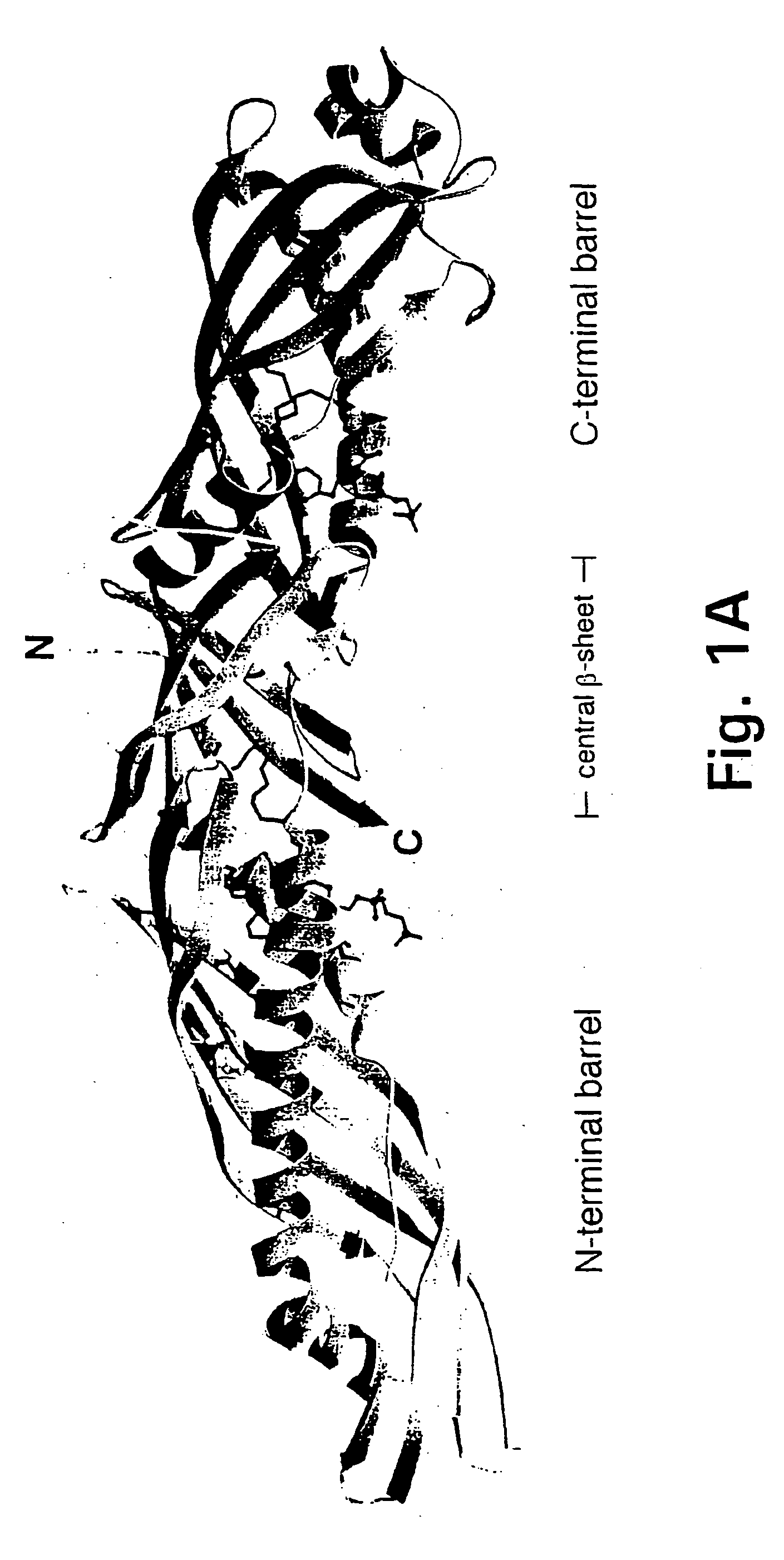 Bactericidal/permeability-increasing protein: crystallization, x-ray diffraction, three-dimensional structure determination, rational drug design and molecular modeling or related proteins