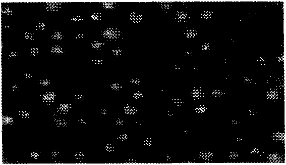 Dog parvovirus attenuated vaccine strain and application thereof