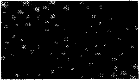 Dog parvovirus attenuated vaccine strain and application thereof