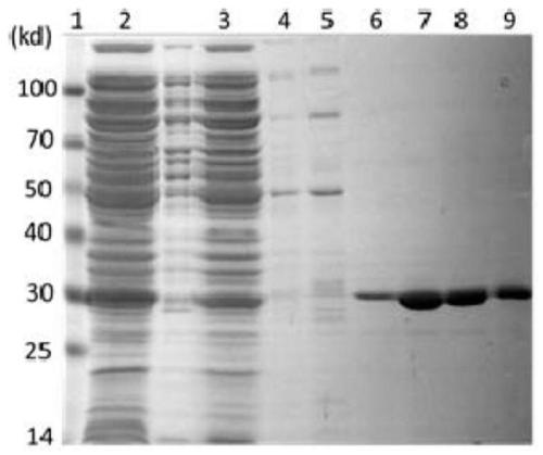 Antibody chaperones that inhibit tau protein aggregation