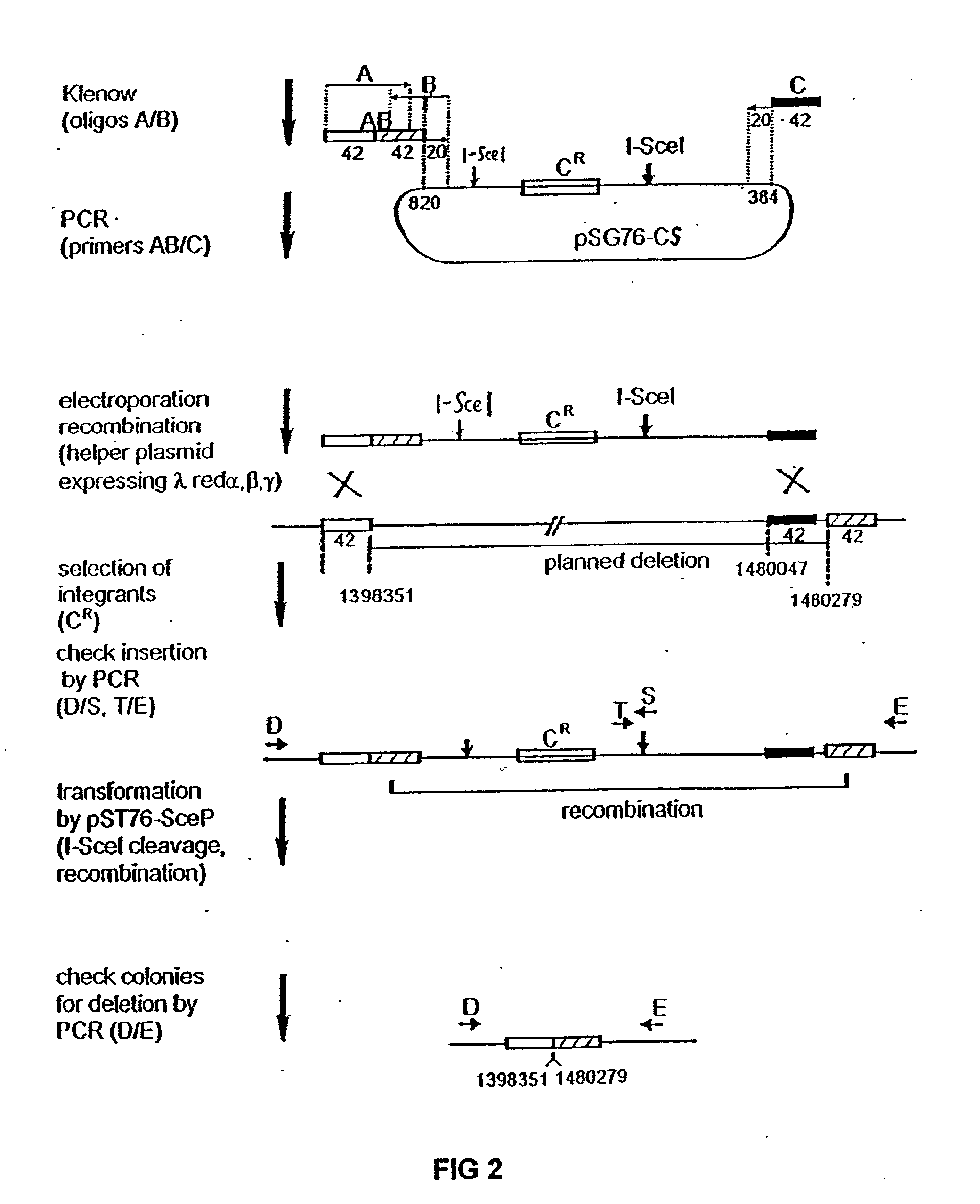 Insertion Sequence-Free Bacteria