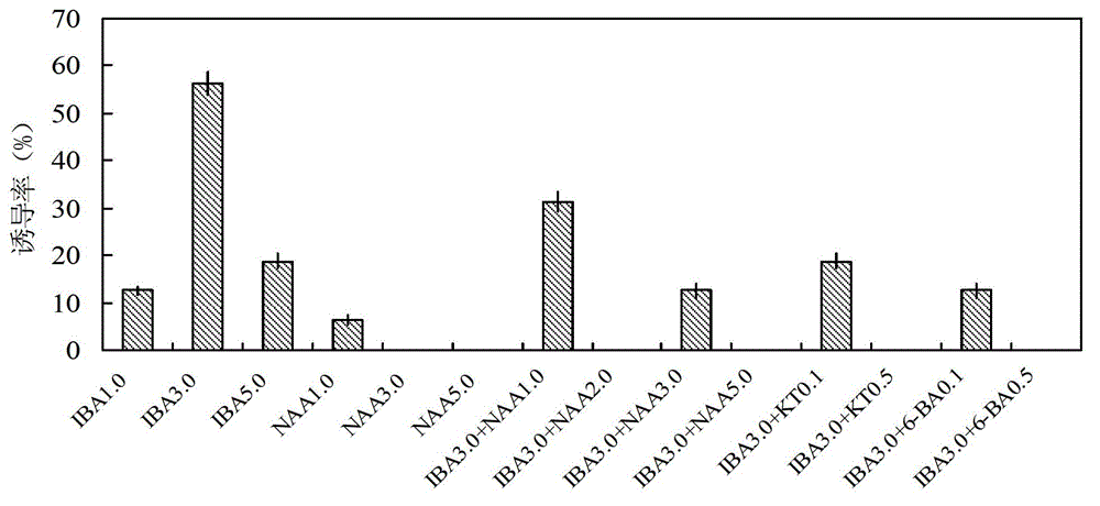 Cultural method of American ginseng adventitious root tissue