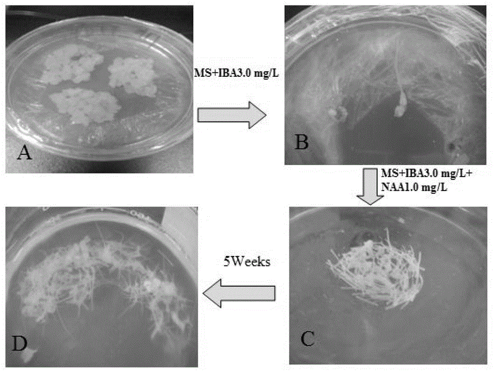 Cultural method of American ginseng adventitious root tissue