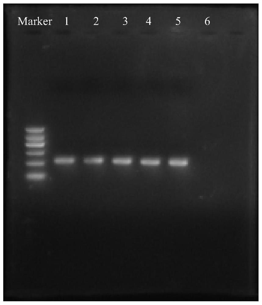 A method for analyzing plant endophytic bacterial flora with primers in the v5v6 region