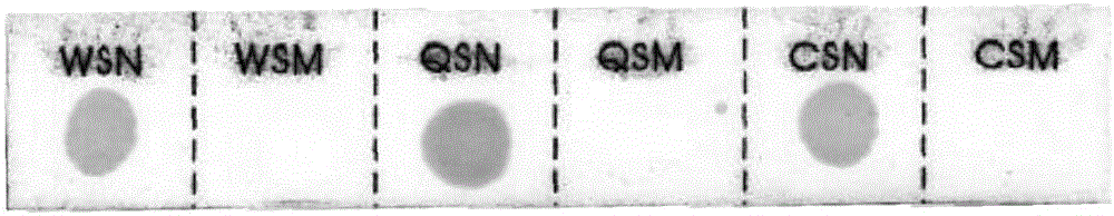 Nucleic acid membrane strip and reagent kit for non-deletion type alpha-thalassemia gene detection and detection method