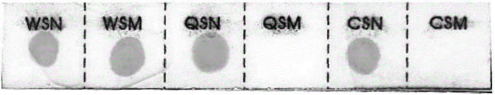 Nucleic acid membrane strip and reagent kit for non-deletion type alpha-thalassemia gene detection and detection method