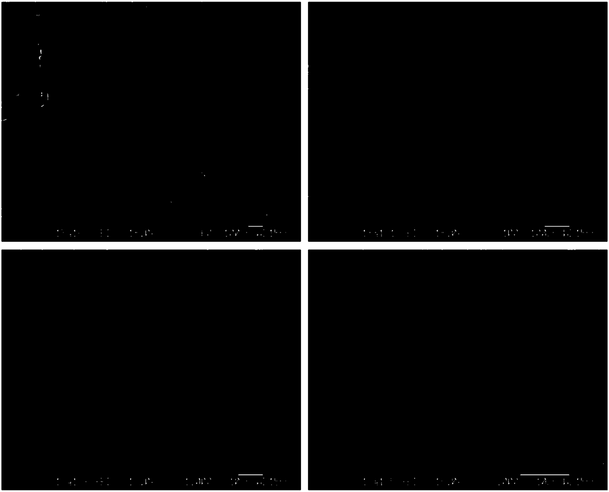 A kind of preparation method of oriented polylactic acid profile