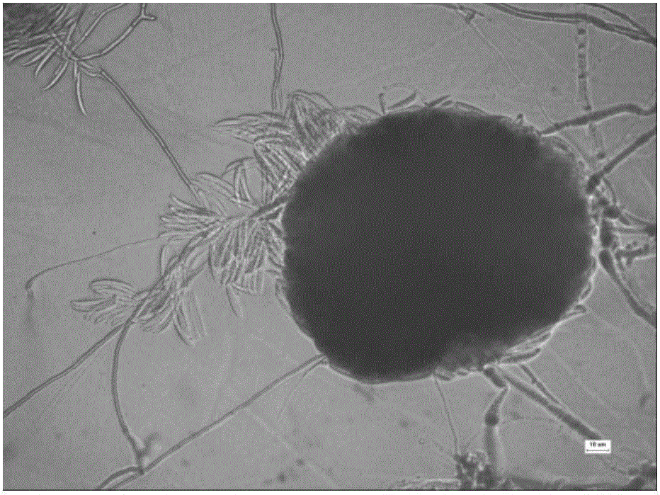 Culture base for inducing fusariumgraminearum schw to massively generate conidium