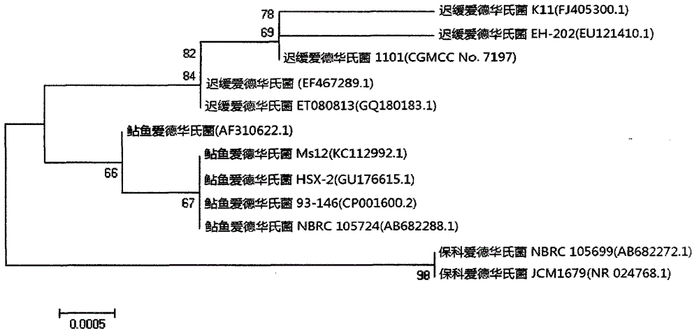 A Virulent Vaccine Strain of Edwardsiella tarda and Its Application