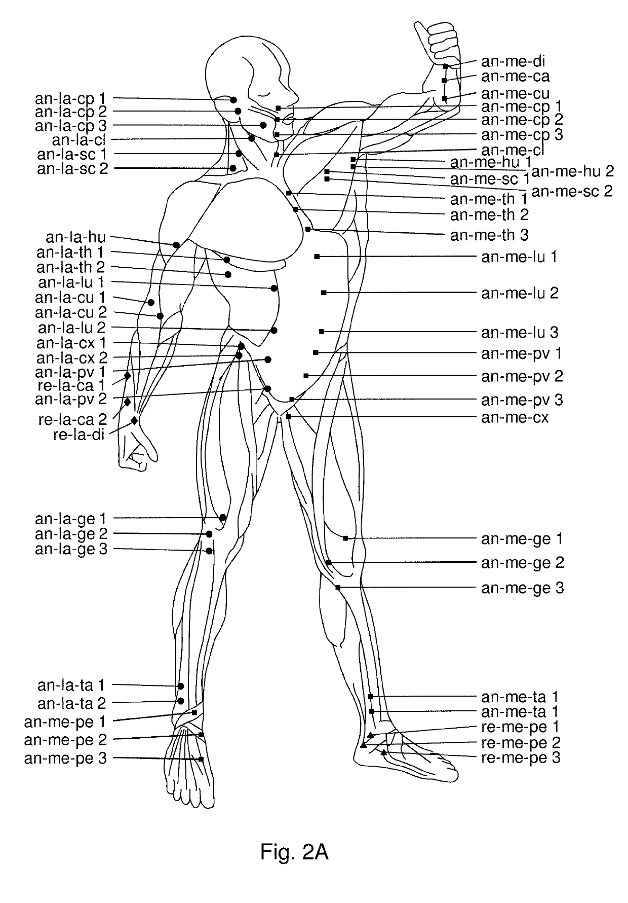 Use of hyaluronidase for treatment of muscle stiffness