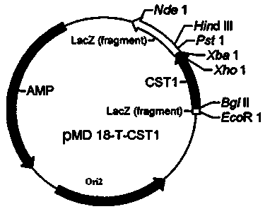 Application of cystatin (SN)