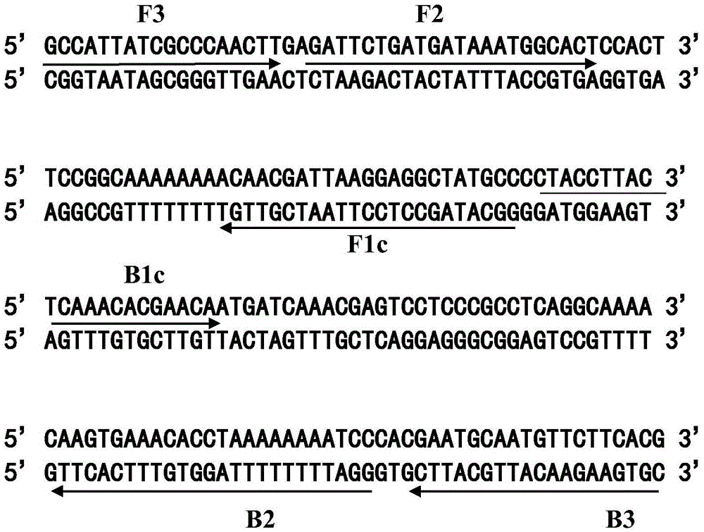 Method for fast detecting loop-mediated isothermal amplification of African swine fever viruses