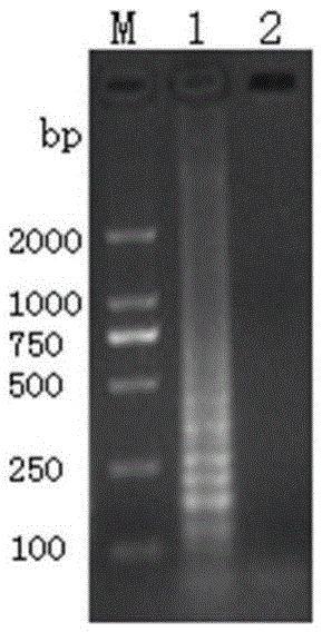 Method for fast detecting loop-mediated isothermal amplification of African swine fever viruses