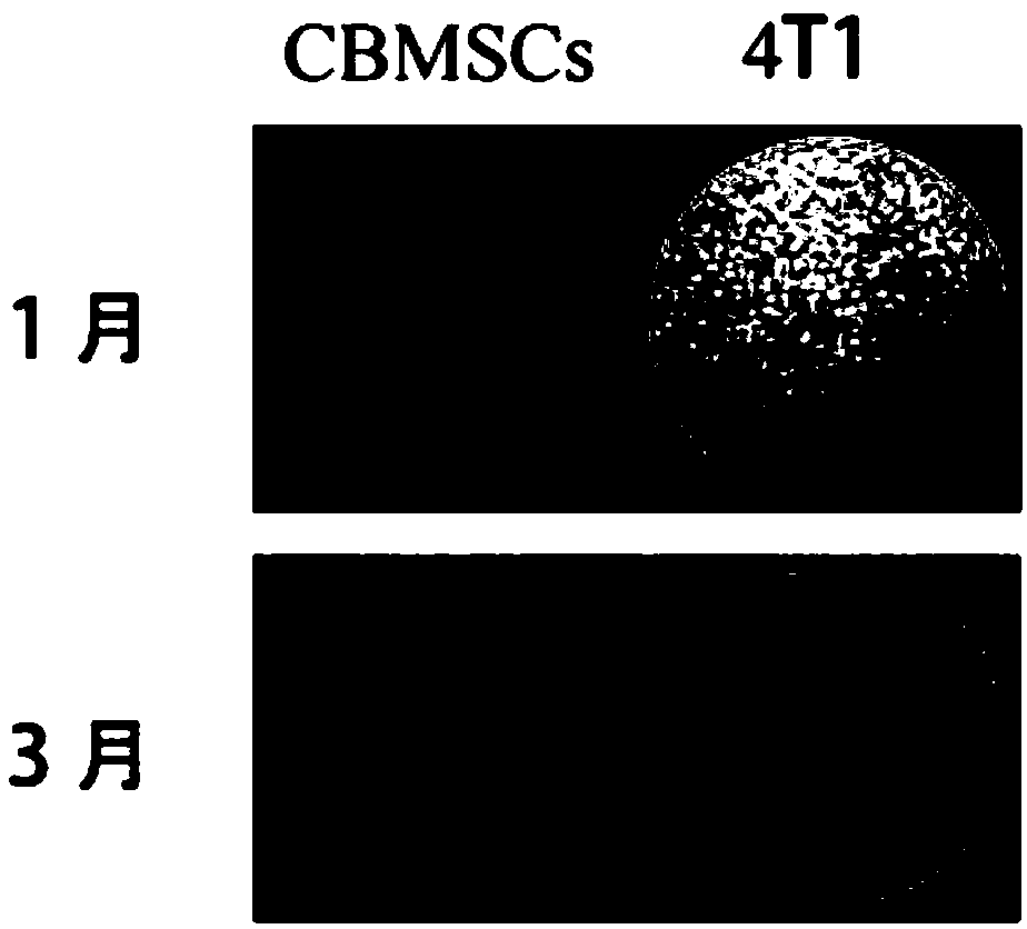 Serum-free cell freezing medium