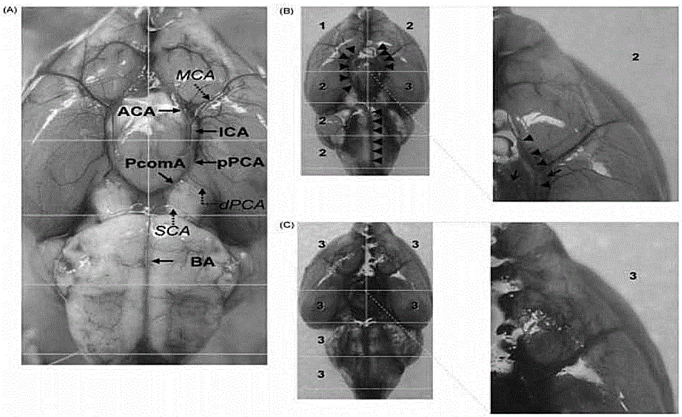 Application of Hedyotis diffusa