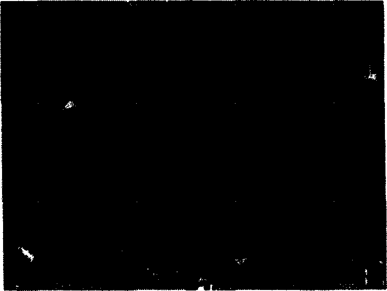 Preparation method of Ca3Co2O6 based oxide thermoelectric material