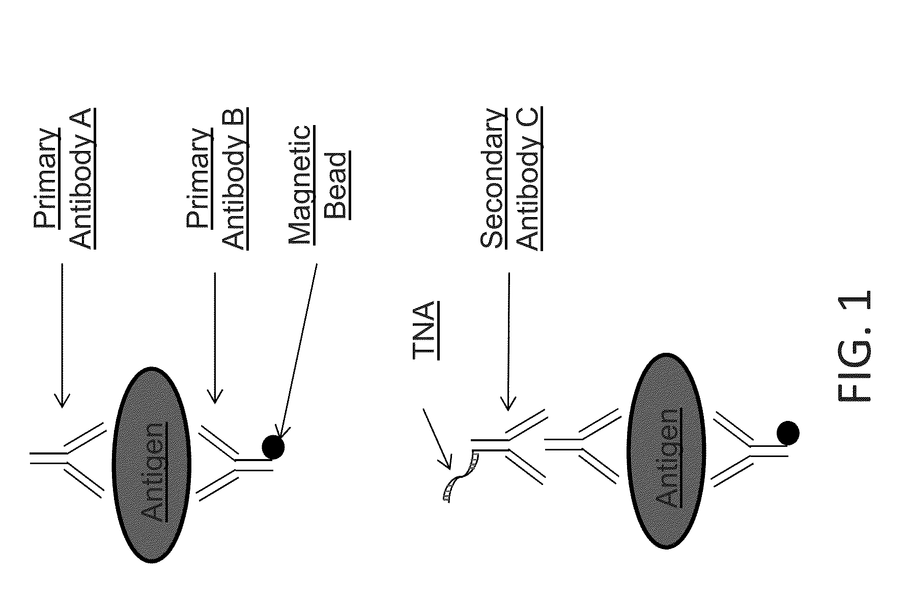 Magnetic immuno digital PCR assay