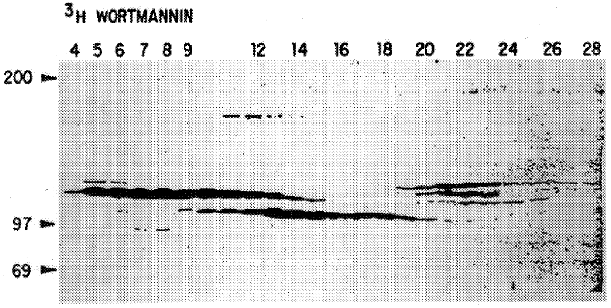 G-beta-gamma regulated phosphatidylinositol-3' kinase