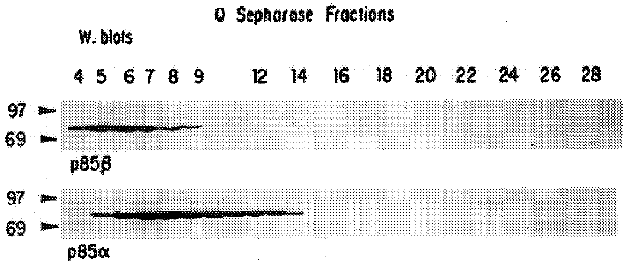 G-beta-gamma regulated phosphatidylinositol-3' kinase