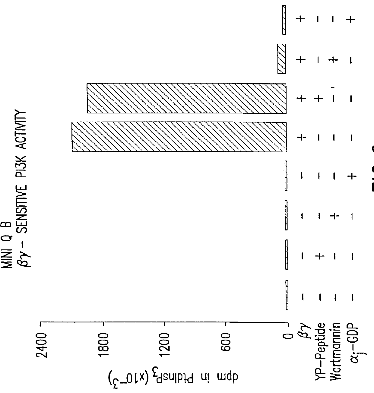 G-beta-gamma regulated phosphatidylinositol-3' kinase