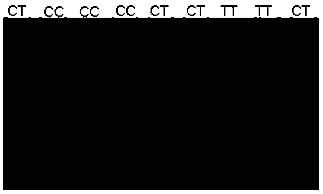 Screening and application of a group of SNPs related to sheep wool traits