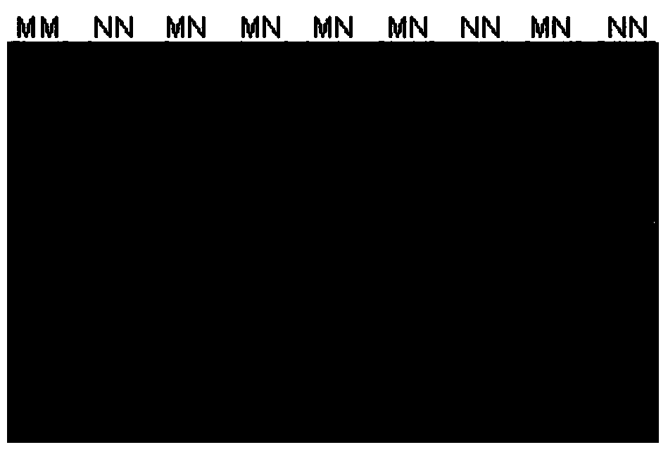 Screening and application of a group of SNPs related to sheep wool traits