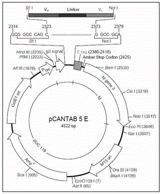 Leukemia single-chain antibody library, as well as construction method and application thereof