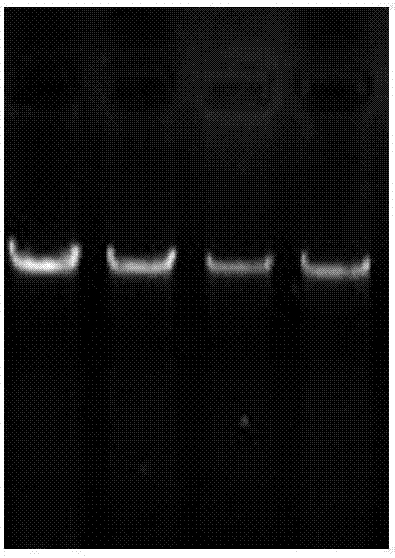 Method for identification of gene promoter region related transcription factor gene