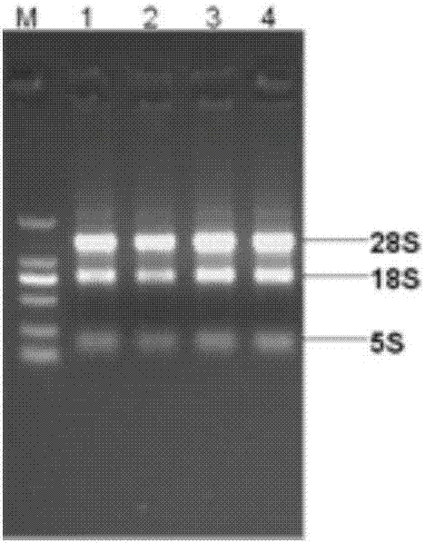 Method for identification of gene promoter region related transcription factor gene