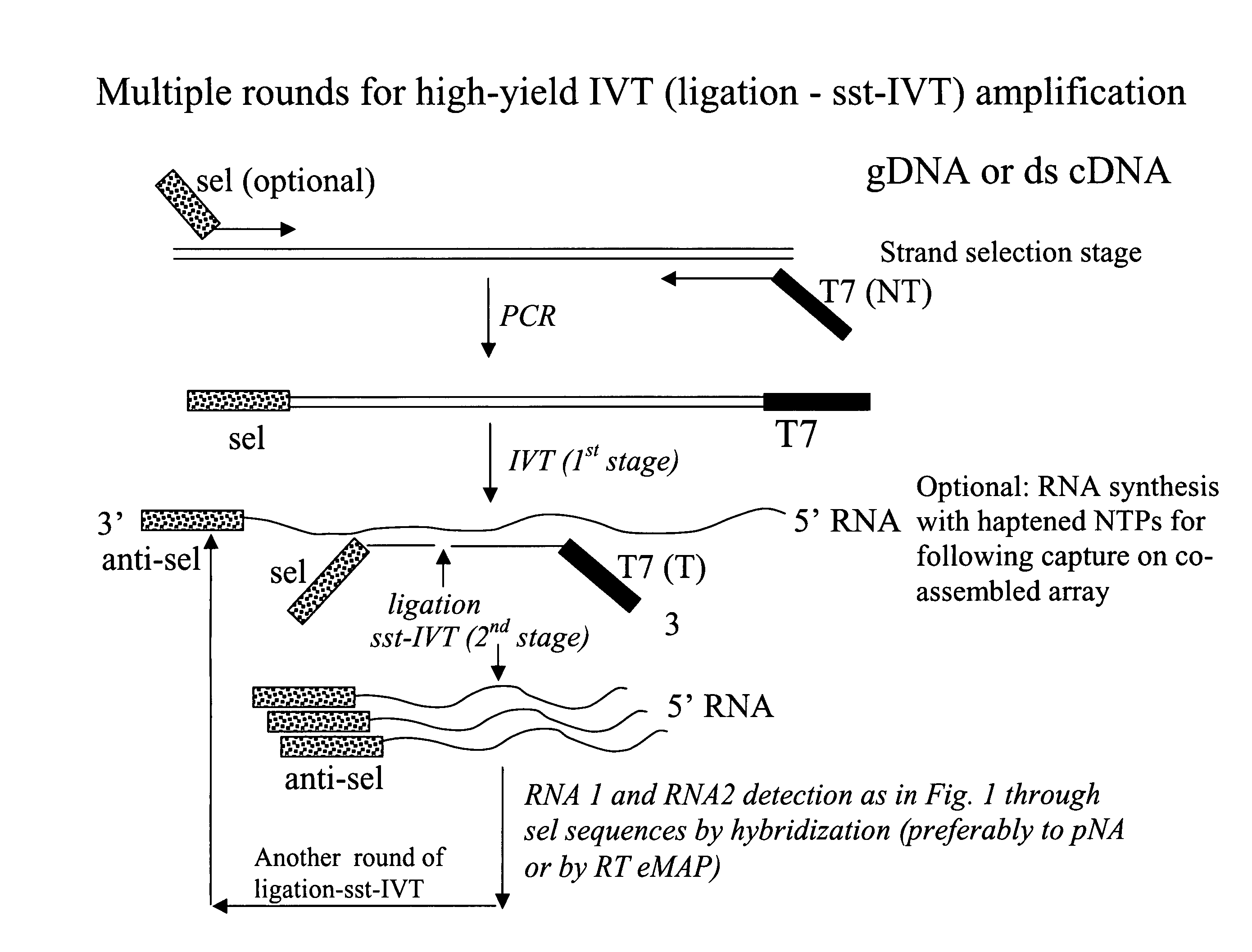 Message abundance and allele copy number determination using IVT with single-stranded primer-promoter-selector constructs