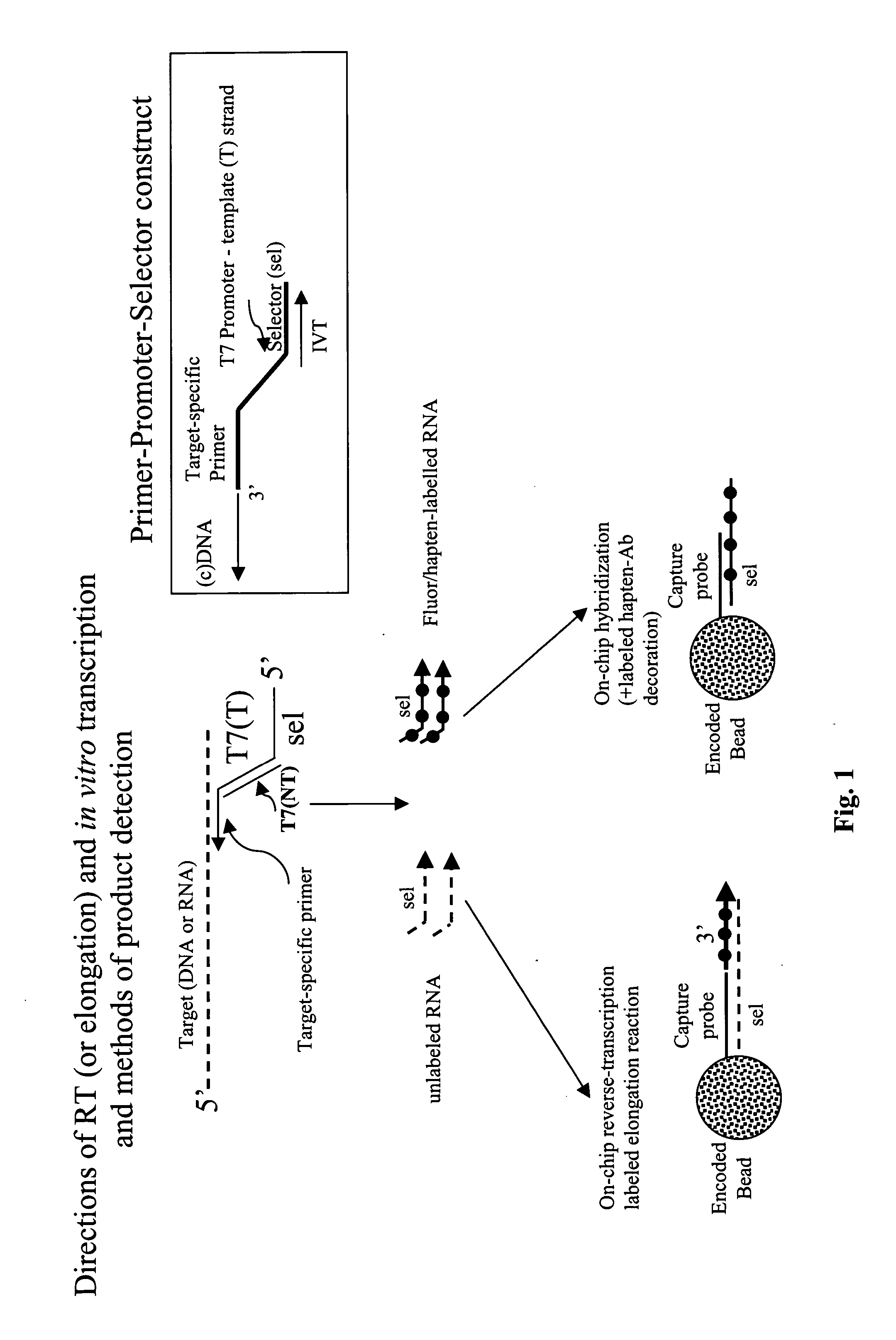 Message abundance and allele copy number determination using IVT with single-stranded primer-promoter-selector constructs