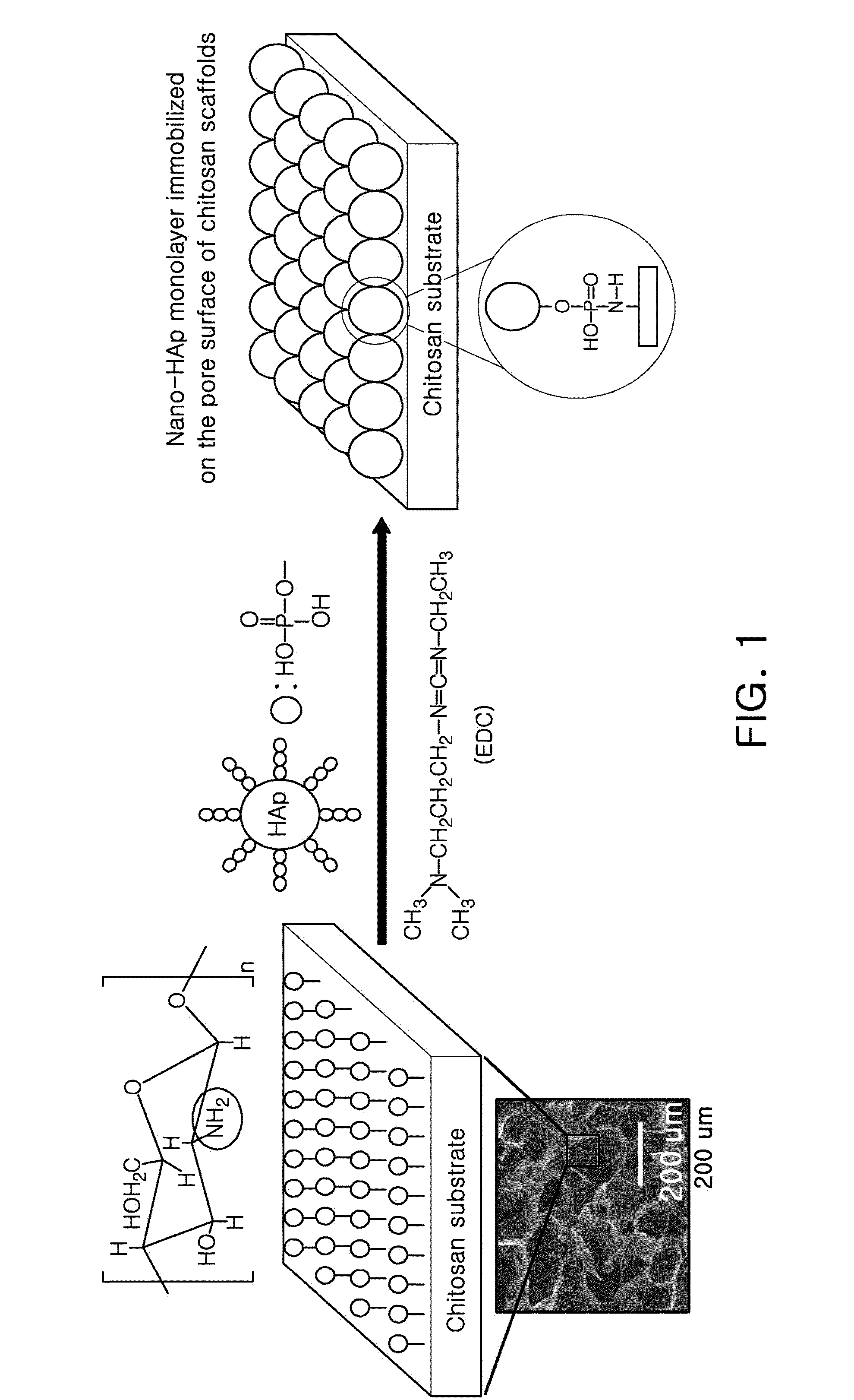 Organic-inorganic hybrid scaffolds with surface-immobilized nano-hydroxyapatite and preparation method thereof