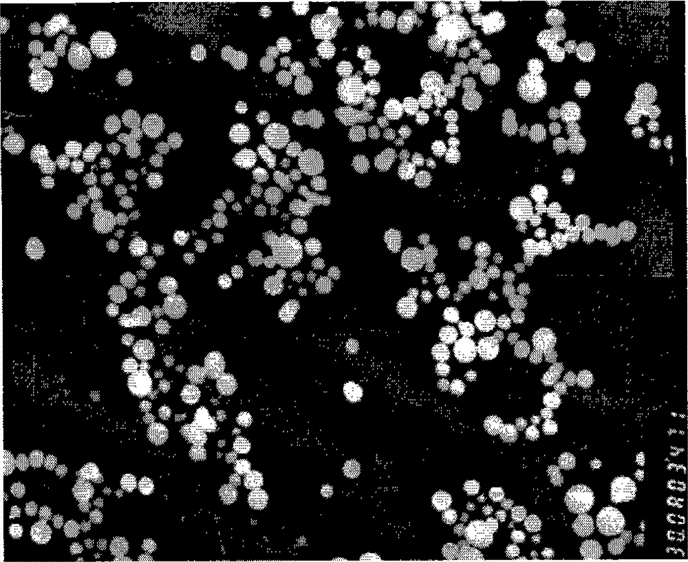 Drug carried tumor-targeted cationic polymer for injections and modified by integrin ligand