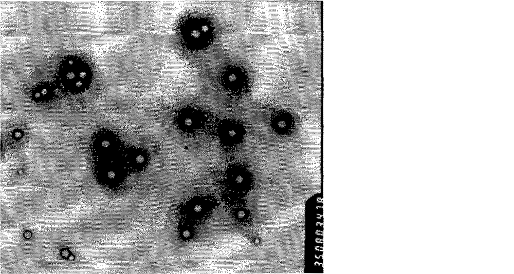 Drug carried tumor-targeted cationic polymer for injections and modified by integrin ligand