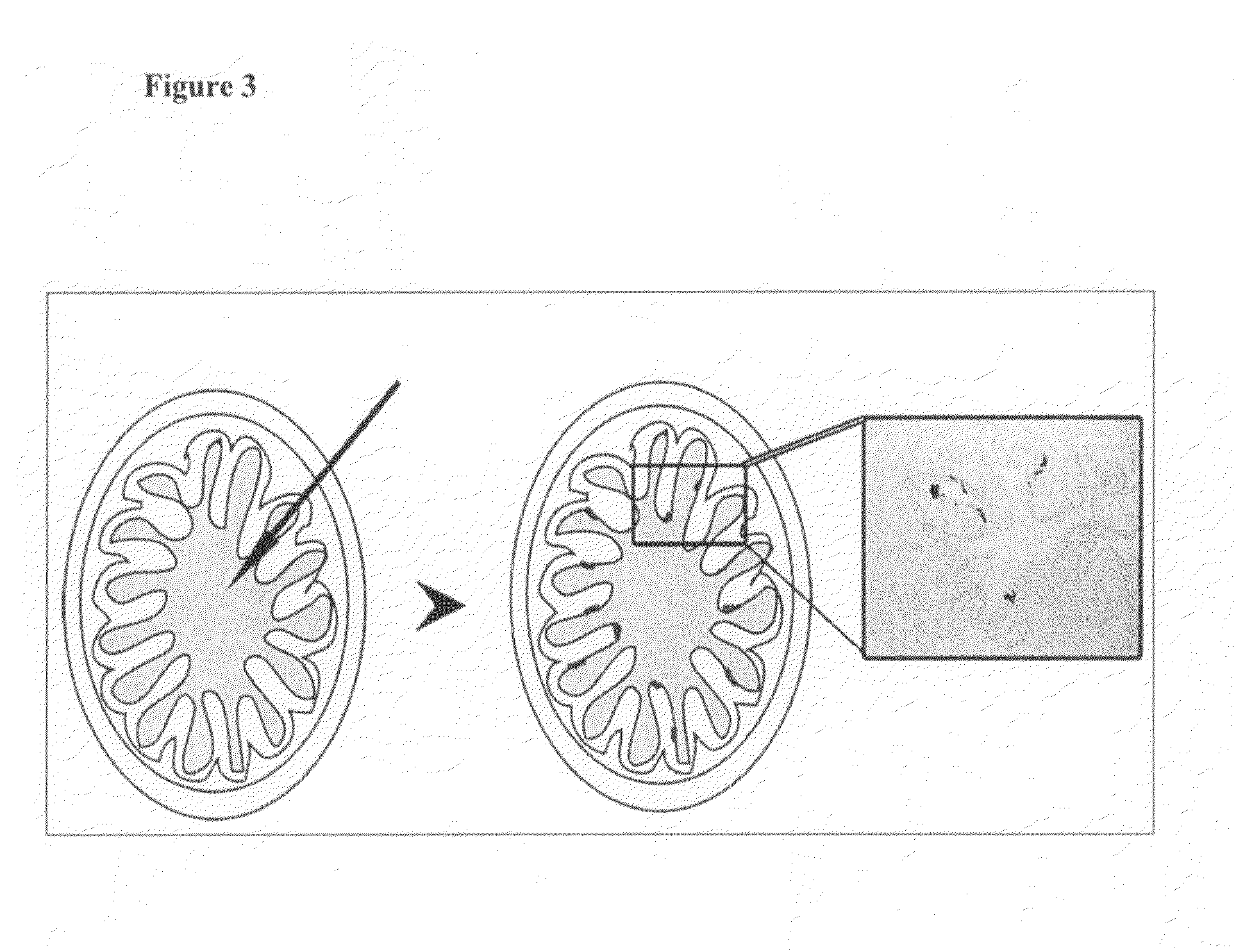 Animal model for cancer, methods of producing the same and associated methods of use