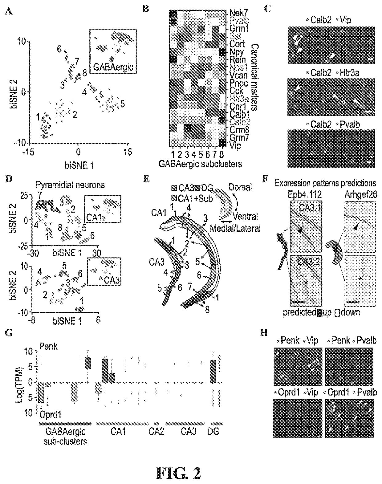 Methods for determining spatial and temporal gene expression dynamics during adult neurogenesis in single cells