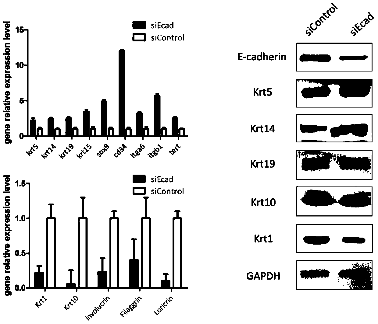 A drug target for treating diseases related to skin atrophy