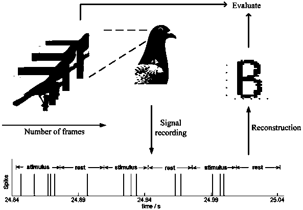 Natural image random forest imaging method based on an action potential discharging interval