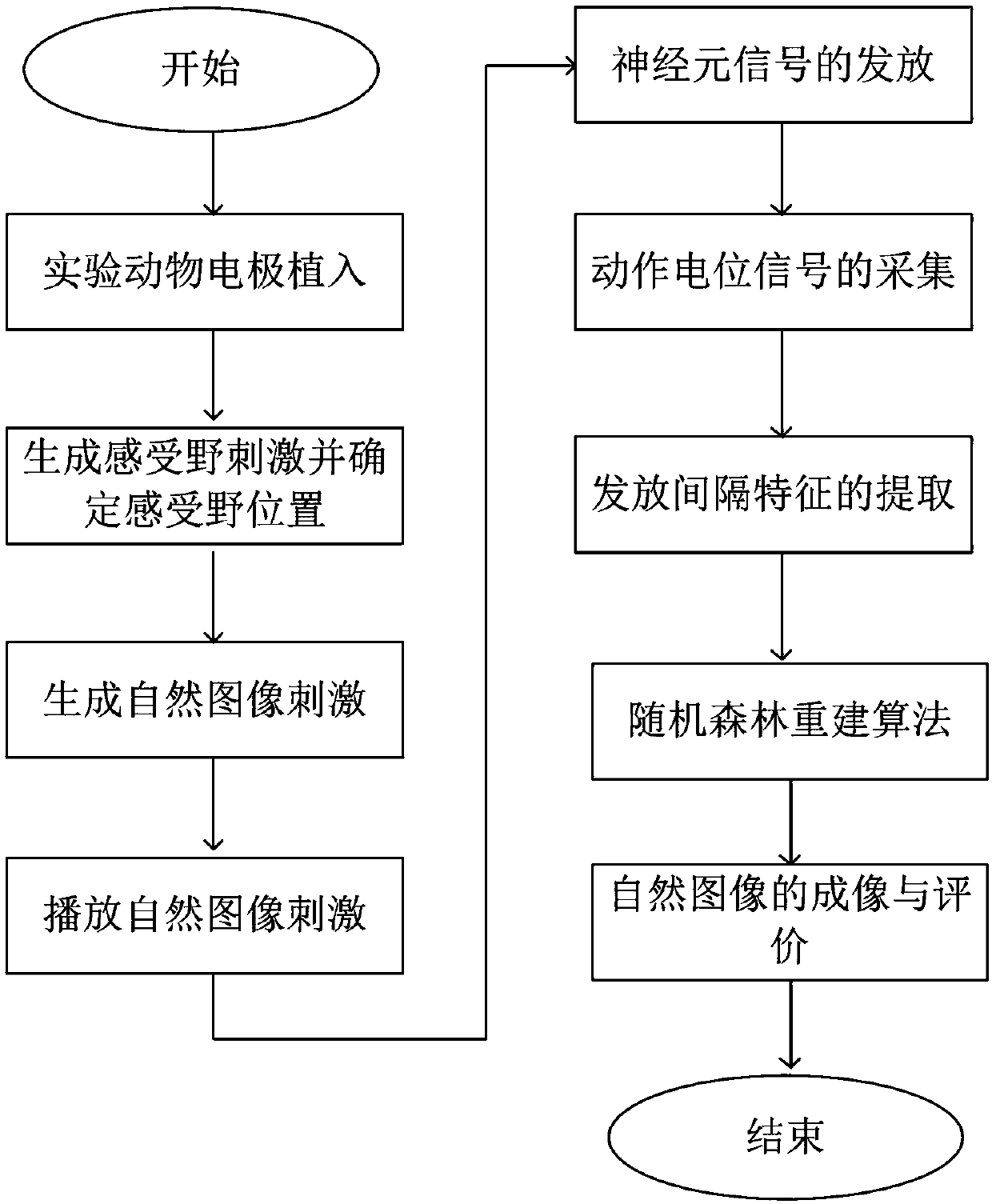 Natural image random forest imaging method based on an action potential discharging interval