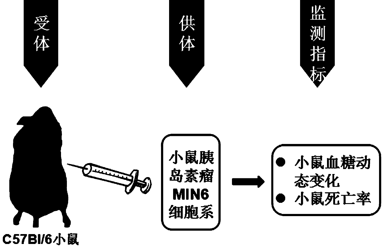 Method for judging tumor-susceptible mouse model