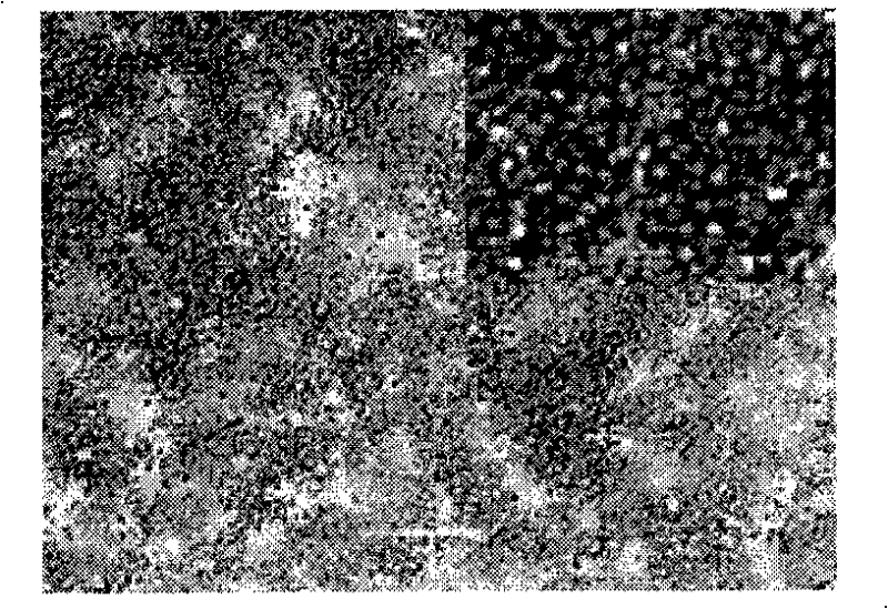 Method for separating genistein monomer from daidzein monomer