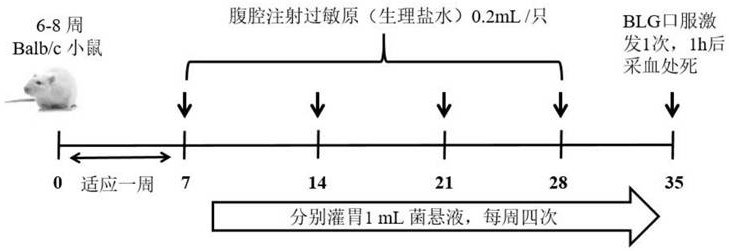 Lactobacillus rhamnosus and application thereof