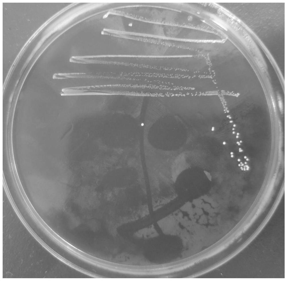 Lactobacillus rhamnosus and application thereof