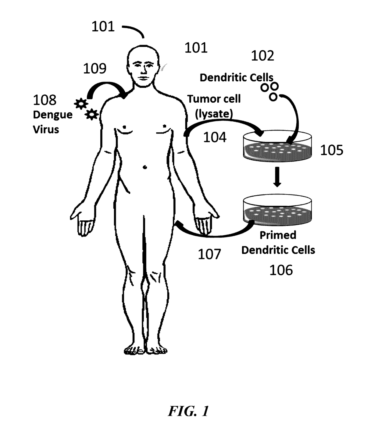 Compositions and methods for producing dendritic cells