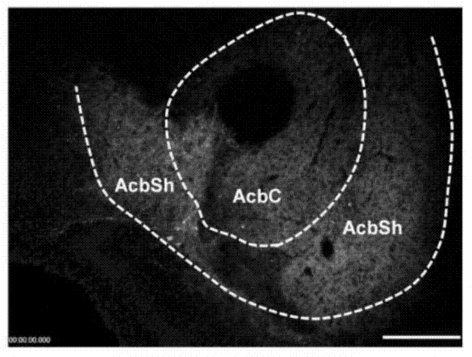 Composition capable of specifically exciting GABAergic neurons in nucleus accumbens and application thereof in improving schizophrenia abnormal behaviors