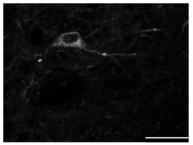 Composition capable of specifically exciting GABAergic neurons in nucleus accumbens and application thereof in improving schizophrenia abnormal behaviors