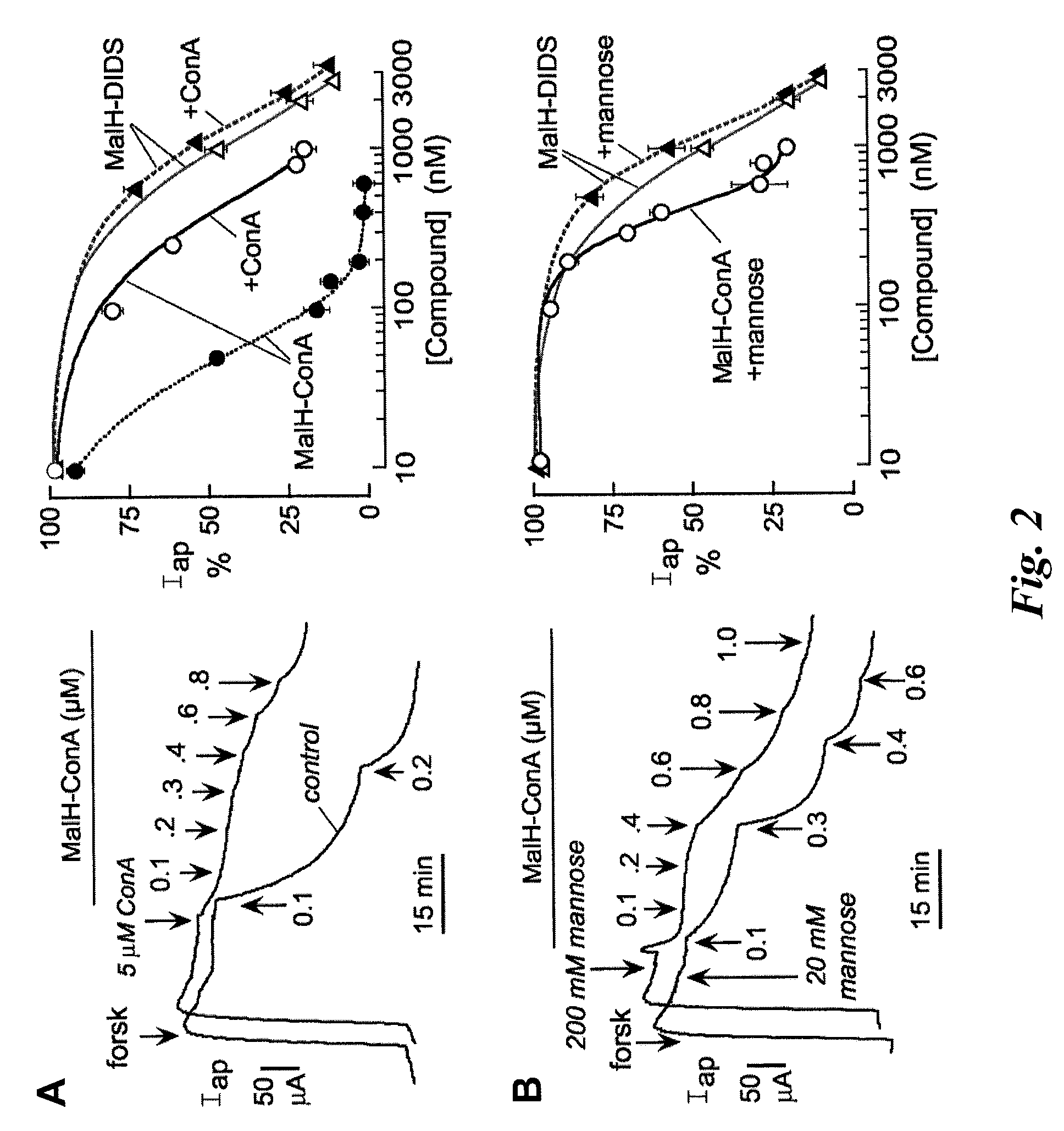 Macromolecular conjugates of cystic fibrosis transmembrane conductance regulator protein inhibitors and uses therefor